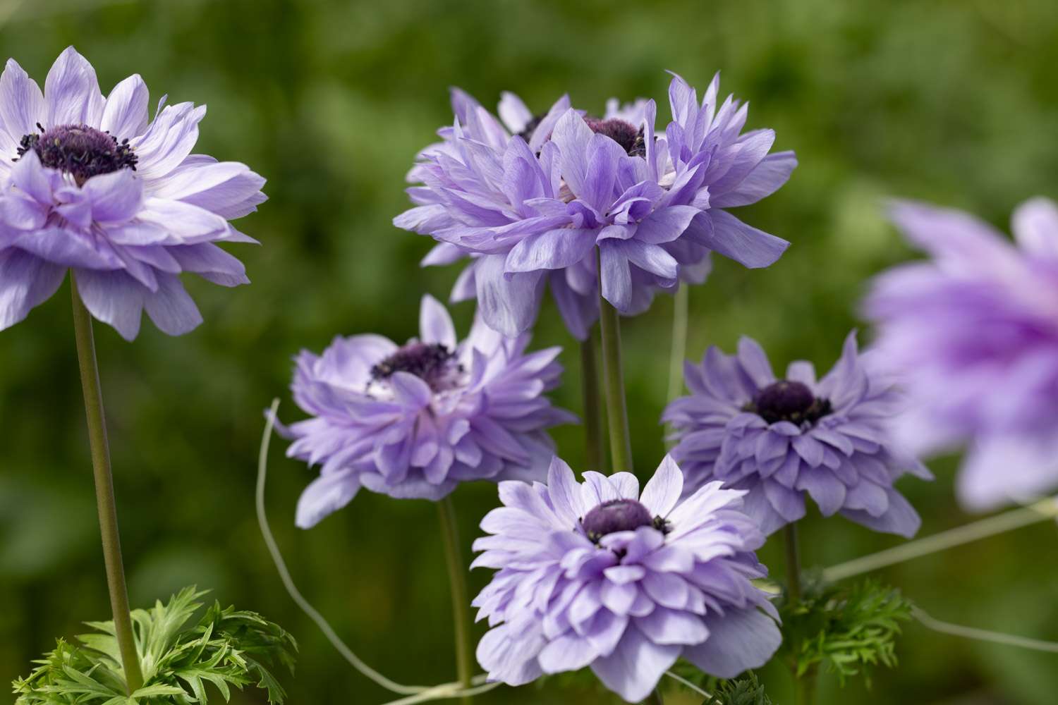 Anemone 'Levante® Azzuro'